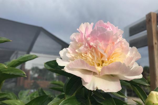 2026 Peony Varieties