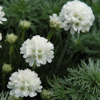 Armeria - Thrift (Assorted Varieties)