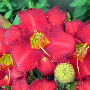 Hemerocallis - 'Chicago Apache' Daylily