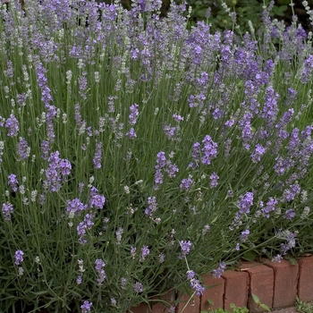 Lavandula angustifolia - Munstead Lavender