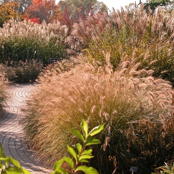Miscanthus 'Purpurascens' - Maiden Grass
