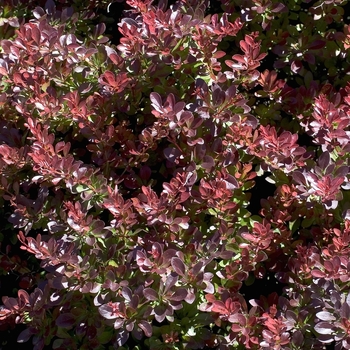Berberis thunbergii 'Crimson Pygmy' - Crimson Pygmy Japanese Barberry