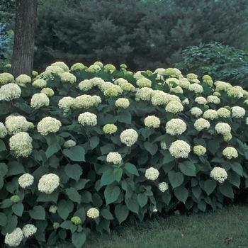 Hydrangea arborescens 'Annabelle' - Annabelle Smooth Hydrangea