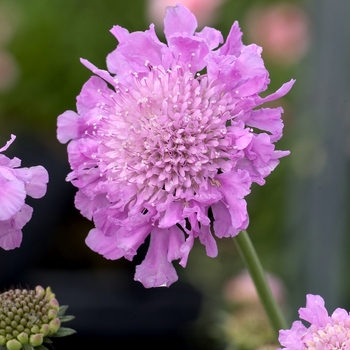 Scabiosa - Pincushion Flower