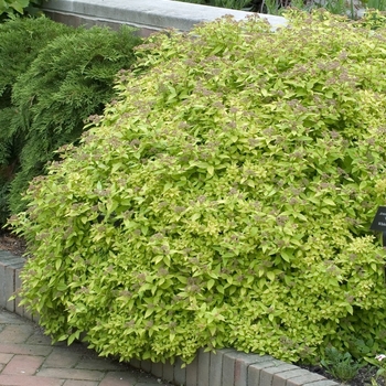 Spiraea japonica 'Mertyann' - Dakota Goldcharm&reg; Spirea