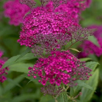 Spiraea japonica - Neon Flash Spirea