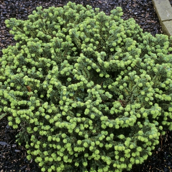 Abies balsamea 'Nana' (Balsam Fir) - Dwarf Balsam Fir