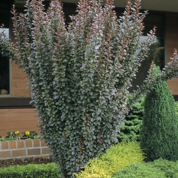 Berberis thunbergii - 'Helmond Pillar' Barberry