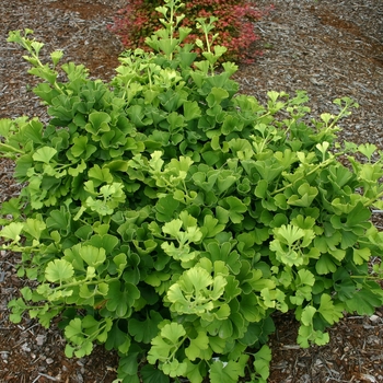 Ginkgo biloba - 'Mariken' Ginkgo Tree