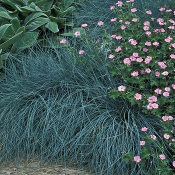 Festuca idahoensis - 'Siskiyou Blue' Idaho Blue Fescue