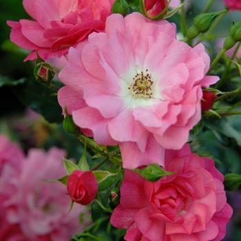 Rosa 'Flower Carpet Pink' - Pink Flower Carpet Rose