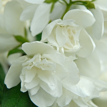 Philadelphus hybrid - White Mockorange