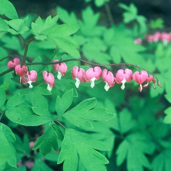 Dicentra spectabilis - Bleeding Heart