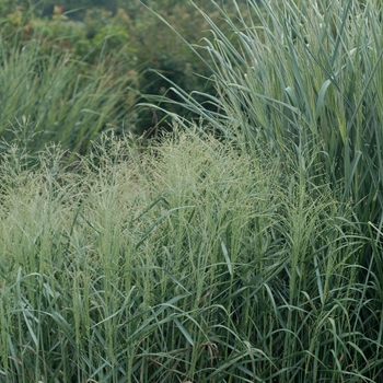 Panicum virgatum 'Prairie Sky' (Switch Grass) - Prairie Sky Switch Grass