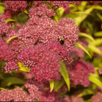 Spiraea x bumalda 'Gold Flame' - Gold Flame Spirea