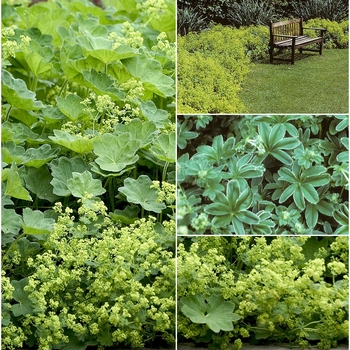 Multiple Varieties - Alchemilla - Lady's Mantle