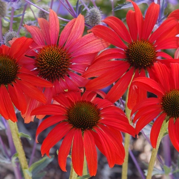 Echinacea (Coneflower) - Prairie Stars&trade; ''Tomato Soup''