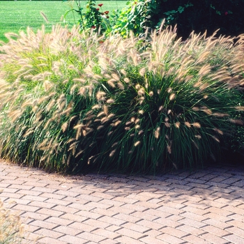 Pennisetum alopecuroides 'Hameln' - Hameln Dwarf Fountain Grass
