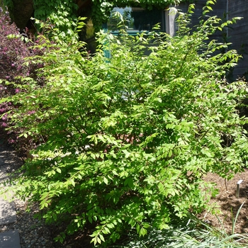 Euonymus alatus - Little Moses&trade; Dwarf Burning Bush