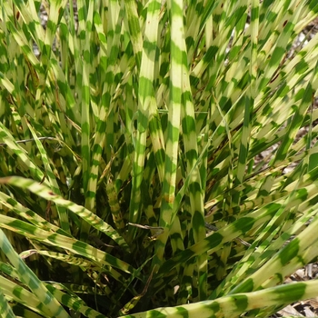 Miscanthus sinensis - Gold Bar Maiden Grass