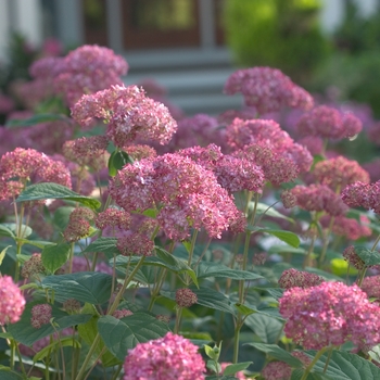 Hydrangea arborescens (Smooth Hydrangea) - Invincibelle® ''Spirit''