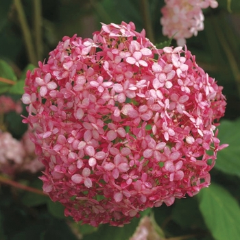 Hydrangea arborescens (Smooth Hydrangea) - Invincibelle&reg; ''Spirit''