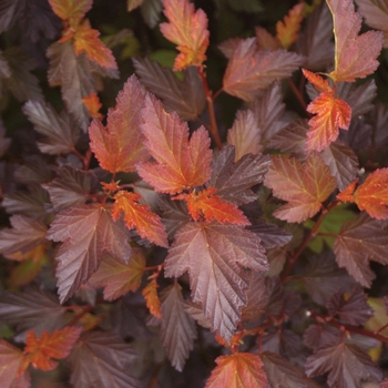 Physocarpus opulifolius 'Coppertina' - Coppertina™