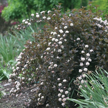 Physocarpus opulifolius - Summer Wine®