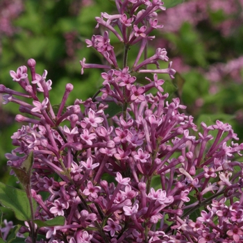 Syringa 'Penda' PP20575, Can 4071 (Reblooming Lilac) - Bloomerang&reg; Purple