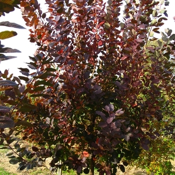 Cotinus - 'Grace' Purple Smoke Tree