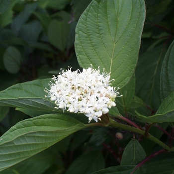 Cornus sericea 'Baileyi' - Bailey Red Twig Dogwood