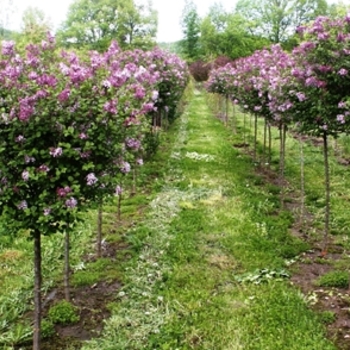 Syringa meyeri 'Paliban' - Dwarf Korean Lilac