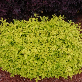 Spiraea japonica 'Goldmound' - Goldmound Spirea