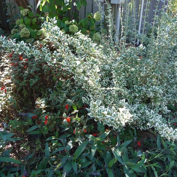Euonymus fortunei 'Emerald Gaiety' - Emerald Gaiety Euonymus
