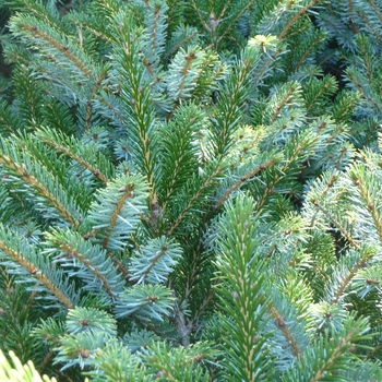 Picea bicolor 'Prostrata' - Alcock Mounding Spruce