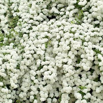 Spiraea nipponica x 'Snowmound' - Snowmound Spirea