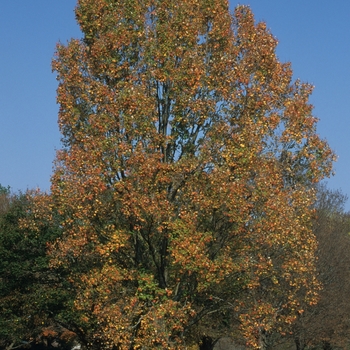Acer rubrum 'JFS-KW78' - Armstrong Gold Maple