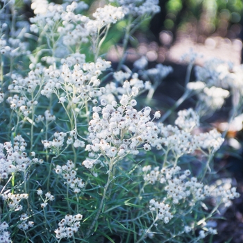 Anaphalis triplinervis 'New Snow' - New Snow Pearly Everlasting