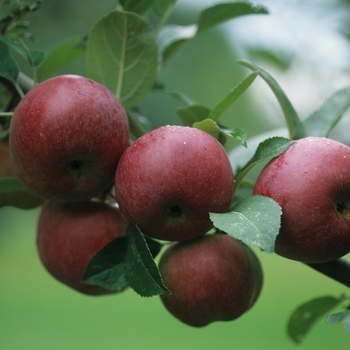 Malus domestica 'Cortland' - Cortland Red Apple