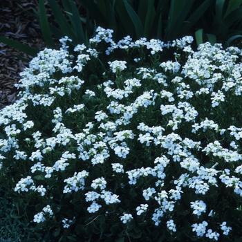 Aubrieta - Rock Cress