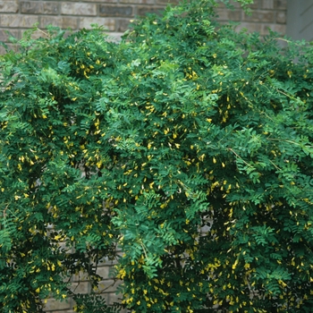 Caragana arborescens pendula - Weeping peashrub