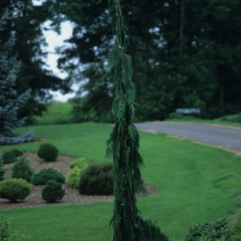 Chamaecyparis nootkatensis - Green Arrow Alaskan Cedar
