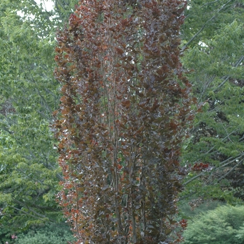 Fagus sylvatica - Red Obelisk Beech