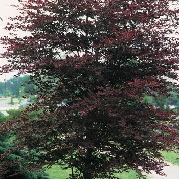 Fagus sylvatica 'Tricolor' - Tricolor Beech