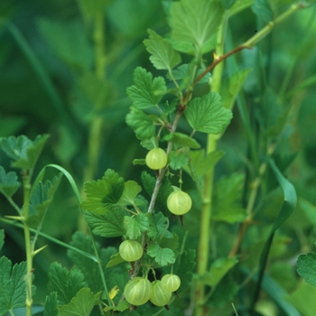 Ribes grossulariodes - 'Pixwell' Gooseberry