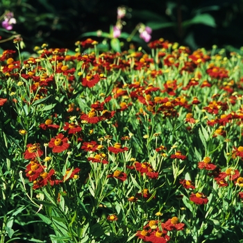 Helenium autumnale - Assorted Sneezeweed