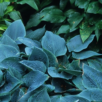 Hosta 'Blue Skies' - Hosta