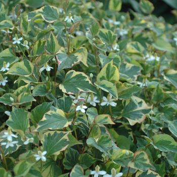 Houttuynia cordata - Chameleon Plant
