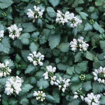 Lamium album - Lamium