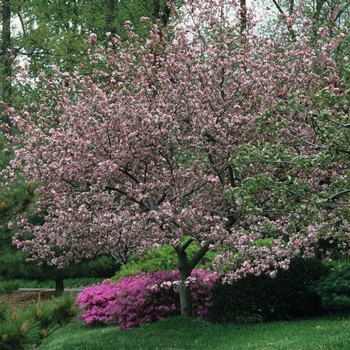 Malus hybrid - Brandywine&reg; Crabapple